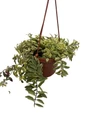 Bolero Bicolor Lipstick Plant - Aeschynanthus - 6" Hanging Basket