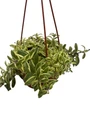 Bolero Bicolor Lipstick Plant - Aeschynanthus - 6" Hanging Basket