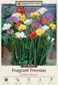 Double Mixed Freesia - Fragrant Freesia- 20 Bulbs - 6/+ cm Bulbs