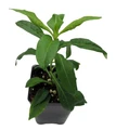 Phlox Paniculata Grape Phlox - Garden Phlox - 2.5" Pot