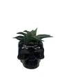 Spooky Black Skull Ceramic Planter with Surprise Haworthia Plant - 2.5" Pot