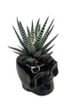 Spooky Black Skull Ceramic Planter with Surprise Haworthia Plant - 2.5" Pot