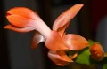 Orange Christmas Cactus Plant - Zygocactus - 4" pot