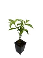 Ohio Grown Night Blooming Jasmine Plant - 2.5" Pot - Cestrum nocturnum