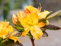 Klondyke Deciduous Exbury Azalea - Very Hardy - 4" Pot