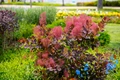 Royal Purple Smoke Bush - Cotinus coggygria - Flowering Shrub - 2.5" Pot