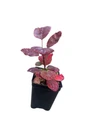 Royal Purple Smoke Bush - Cotinus coggygria - Flowering Shrub - 2.5" Pot