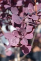 Velveteeny Smoke Bush - Cotinus coggygria - 2.5" Pot
