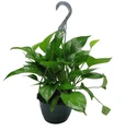 Jade Devil's Ivy - Pothos - Epipremnum - 6" Hanging Basket