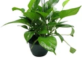 Jade Devil's Ivy - Pothos - Epipremnum - 6" Hanging Basket