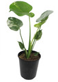 White Monster Philodendron - 6" Pot