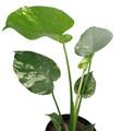 White Monster Philodendron - 6" Pot