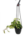 Acuta Inner Variegated Hoya - 4" Hanging Basket