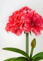 Double Dream Double Amaryllis Bulb - 34/36cm Bulb - Red/Pink Blooms