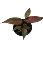 Rare Orange Princess Philodendron - 4" Pot - Collector's Series