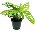 Neon Swiss Cheese Plant - Monstera adansonii - 4" Pot