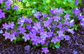 Birch Hybrid Siberian Bellflower - Campanula Birch Hybrid - Quart Pot