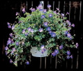 Rozanne Hardy Geranium - Live Plant -Gallon Pot - The Geranium of the Millennium