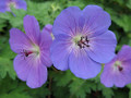 Rozanne Hardy Geranium - Live Plant -Gallon Pot - The Geranium of the Millennium