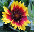 Goblin Blanket Flower - Gaillardia - Live Plant - Quart Pot