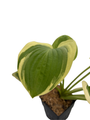 Diana Remembered Hosta - Quart Pot - Fragrant White Flowers