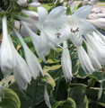 Diana Remembered Hosta - Quart Pot - Fragrant White Flowers