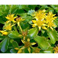 Russian Kamtschaticum Sedum - Hardy Perennial Groundcover - Quart Pot