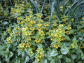 Variegated Yellow/Silver Archangel - Lamiastrum - Great Groundcover - Qt Pot