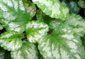 Variegated Yellow/Silver Archangel - Lamiastrum - Great Groundcover - Qt Pot