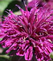 Purple Rooster Bee Balm - Monarda - Royal Purple Blooms - Gallon Pot