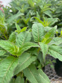 Purple Rooster Bee Balm - Monarda - Royal Purple Blooms - Gallon Pot