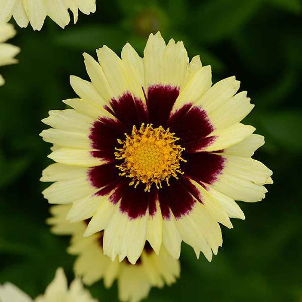 Tequila Sunrise Coreopsis Perennial Plant Quart Pot Hirt's Gardens