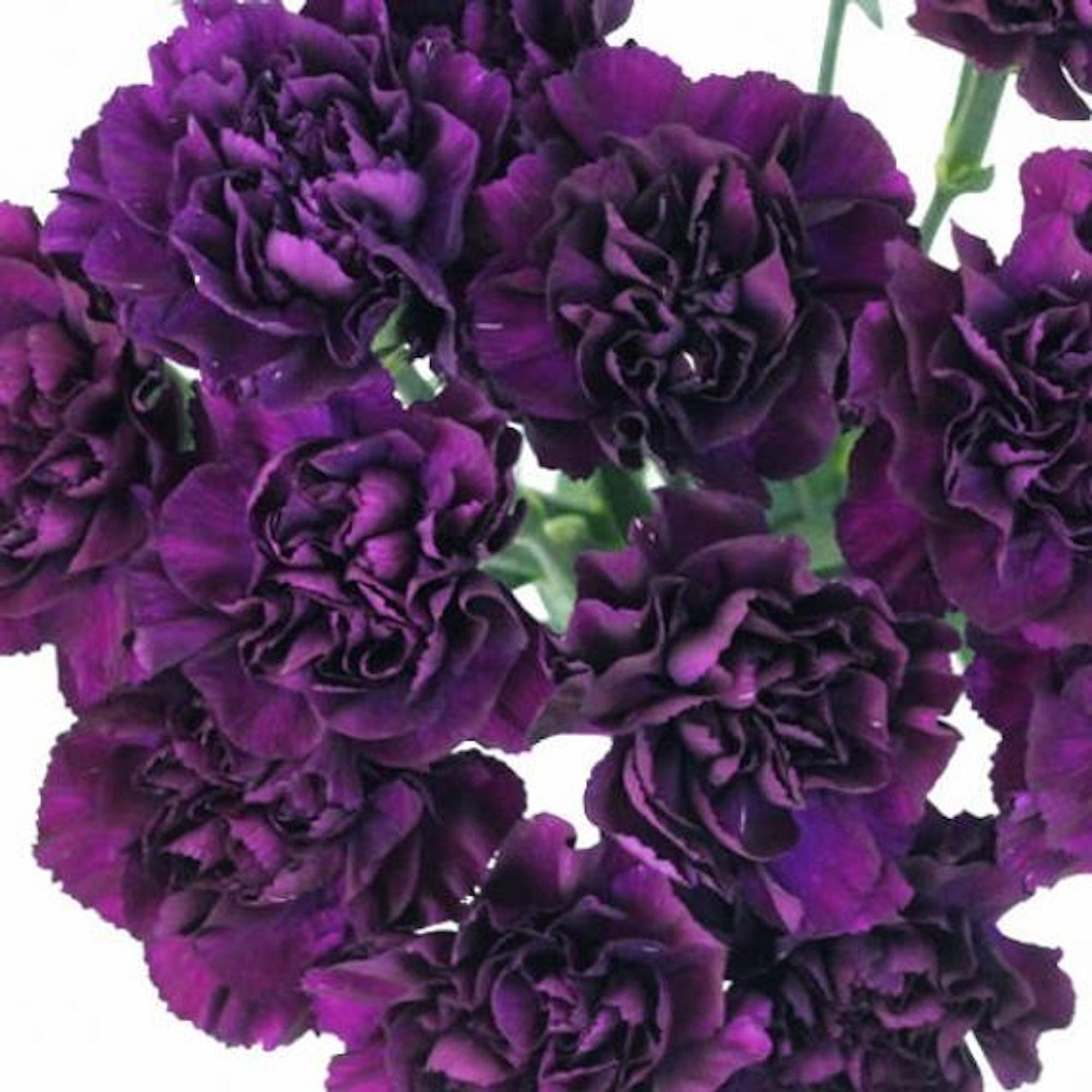 Grenadin King of Black Carnation 50 SeedDianthusPerennial Hirt's