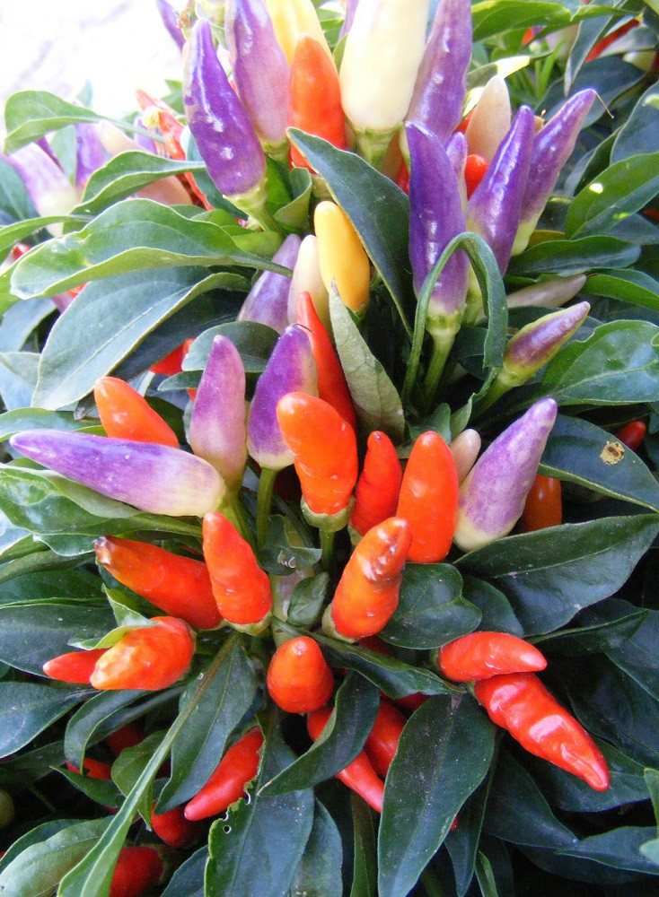 Numex Easter Ornamental Pepper 10 Seeds 2014 AAS Winner Hirt's