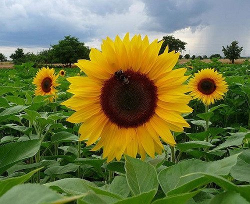 Sunspot Hybrid Sunflower 20 Seeds Hirt's Gardens