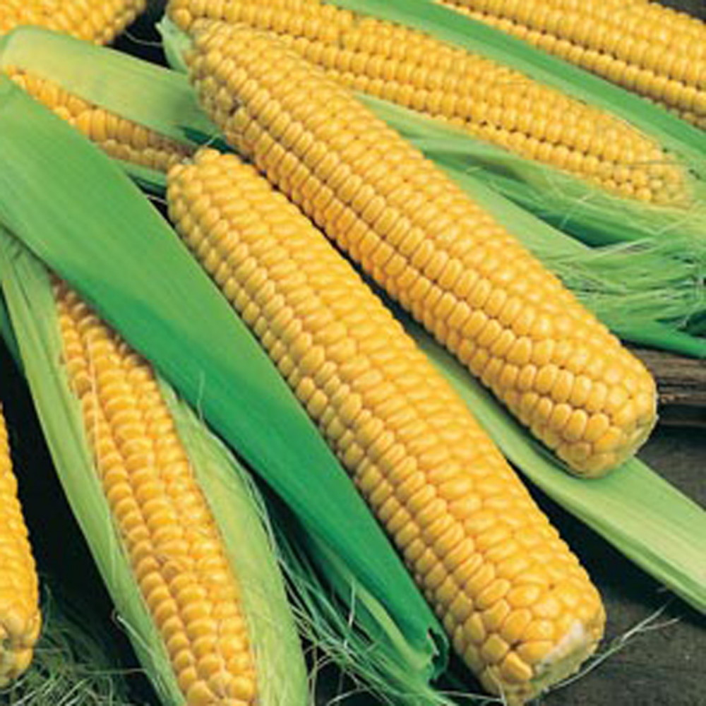 Bodacious Sweet Corn 300 Seeds VALUE PACK! Hirt's Gardens