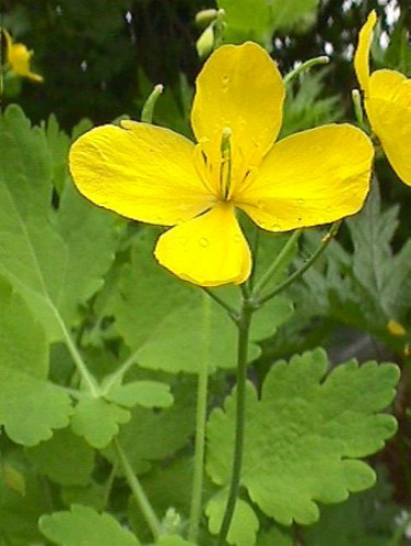 Golden Welsh Poppy 30 Seeds Meconopsis cambrica Hirt's Gardens