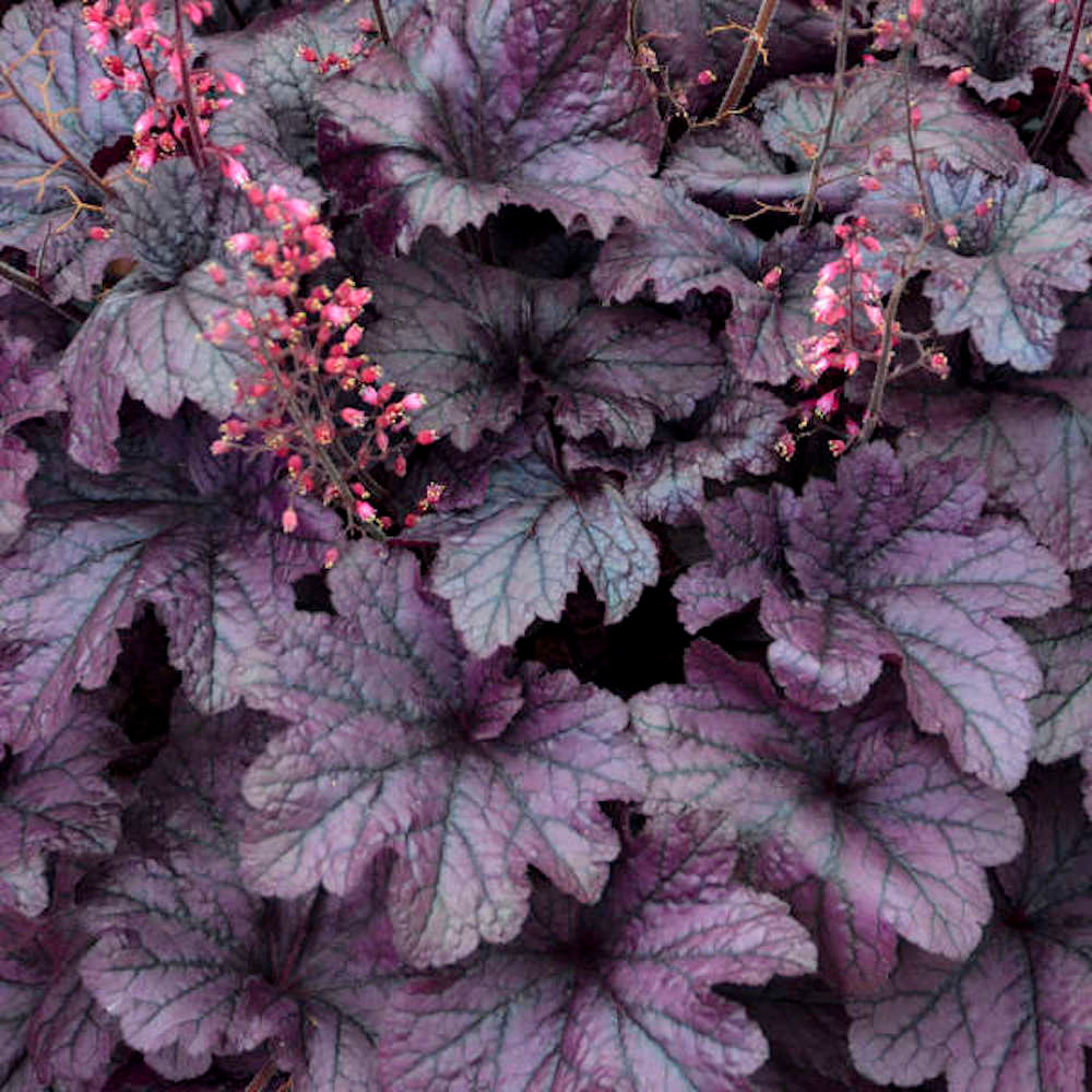 Purple Coral Bells 30 SeedsHeuchera Shade Perennial Hirt's Gardens
