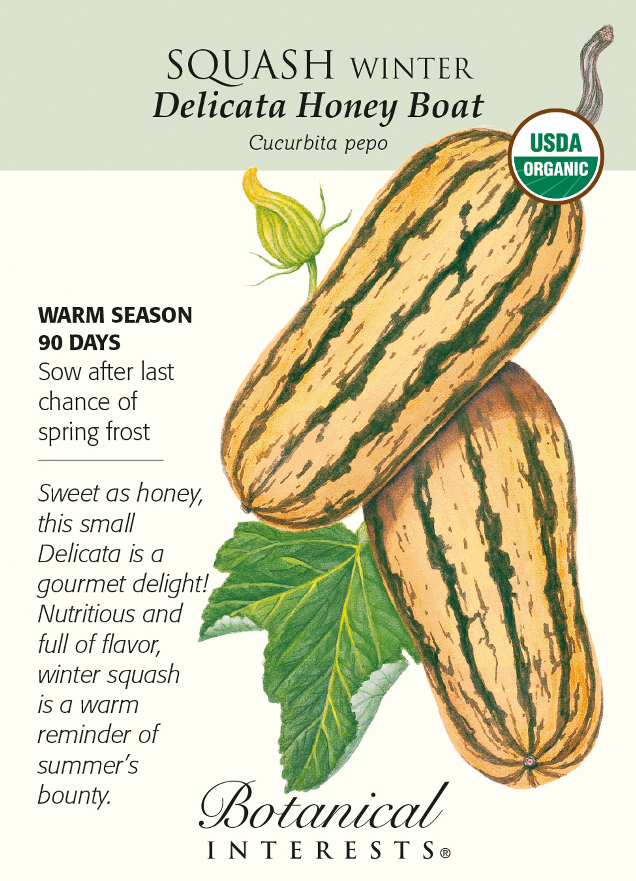 Jester Striped Acorn Winter Squash 20 Seeds Hirts Gardens