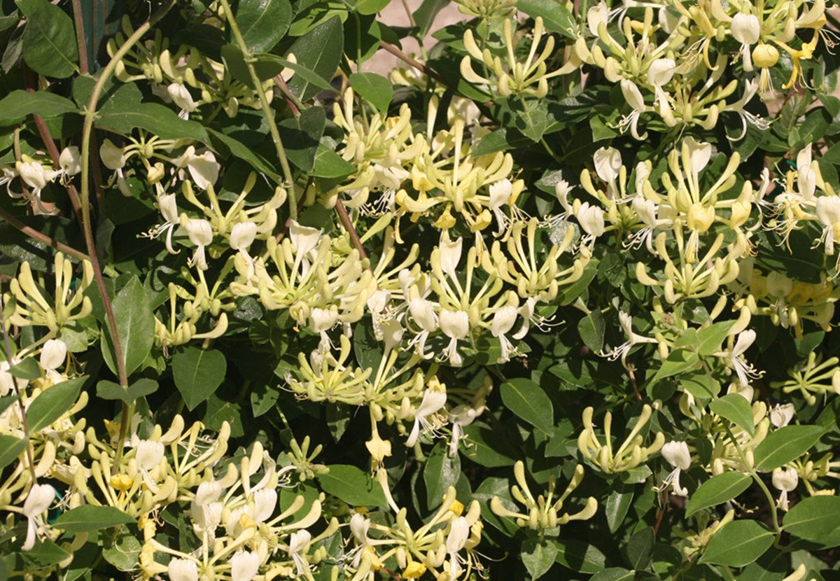 Mandarin Honeysuckle Vine Perennial Lonicera 2.5" Pot Hirt's