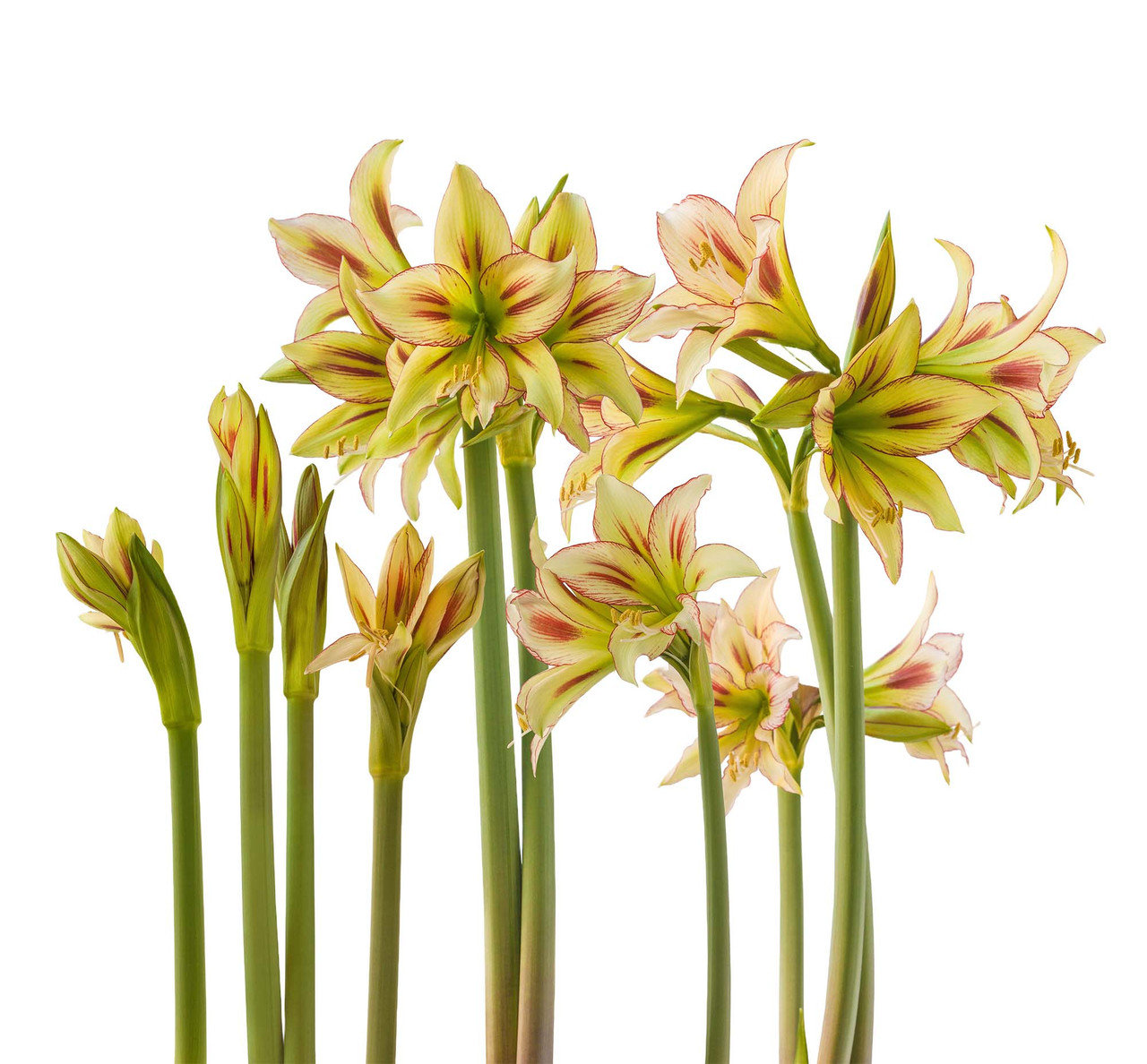 Plant Bulbs for Sale Fall & Spring Amaryllis Bulbs Hirt's Gardens