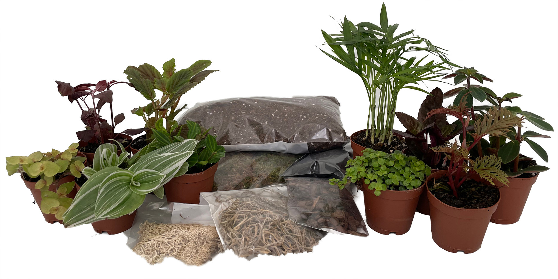 Shop Plants for Sale Online House Plant Subscription Service Hirt's
