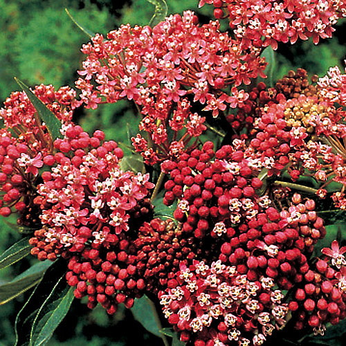 Cinderella Butterfly Flower Perennial Asclepias Live Plant Gallon