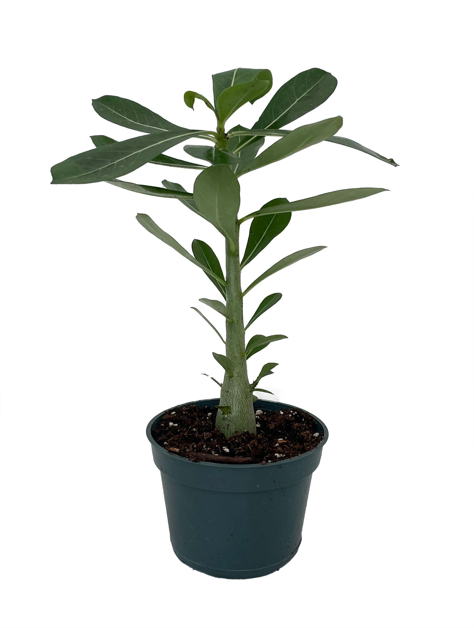 Desert Rose Plant Adenium obesum Natural Bonsai or House Plant 4