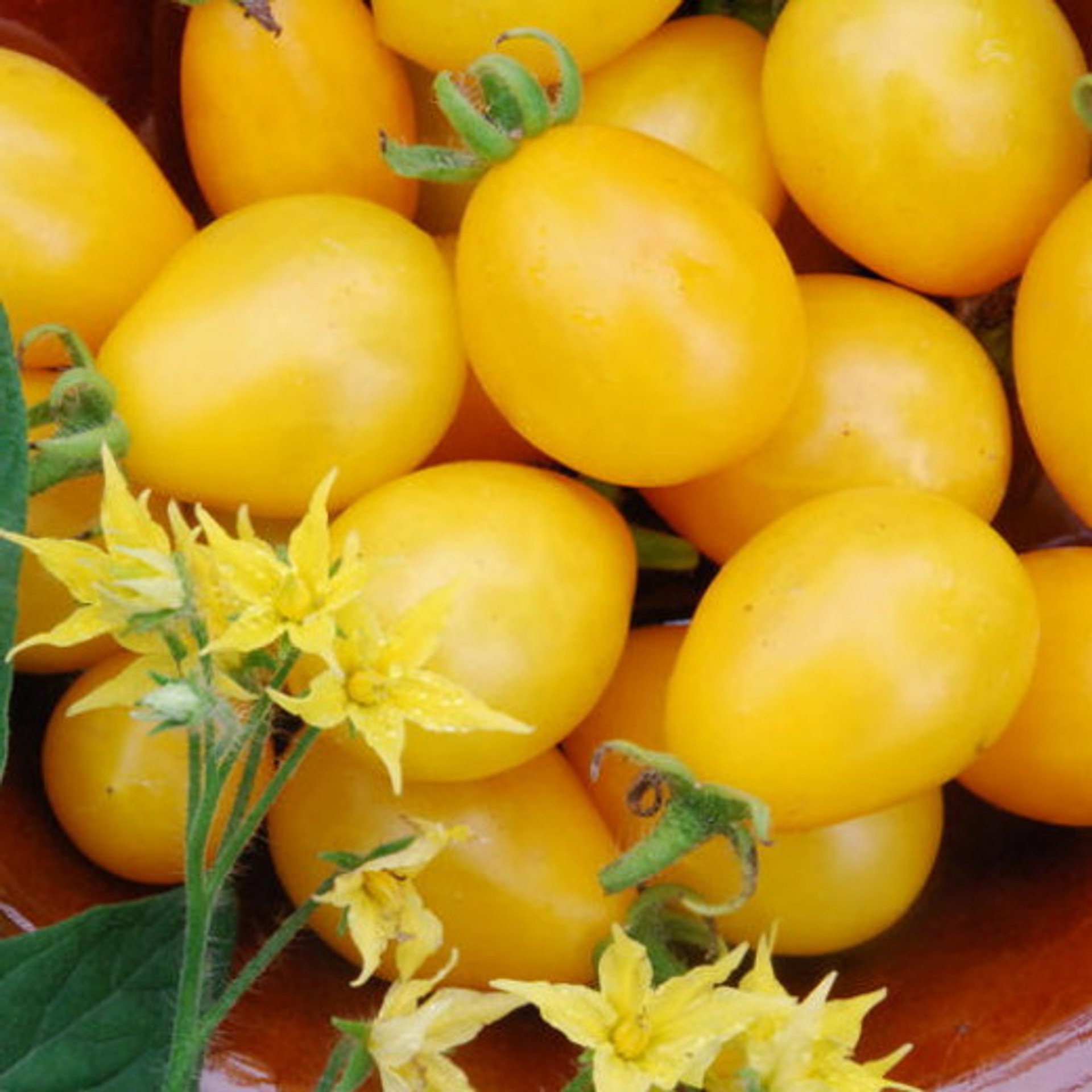 Ildi Tomato 15 Seeds Yummy Yellow Grape Tomato! EARLY Hirt's Gardens