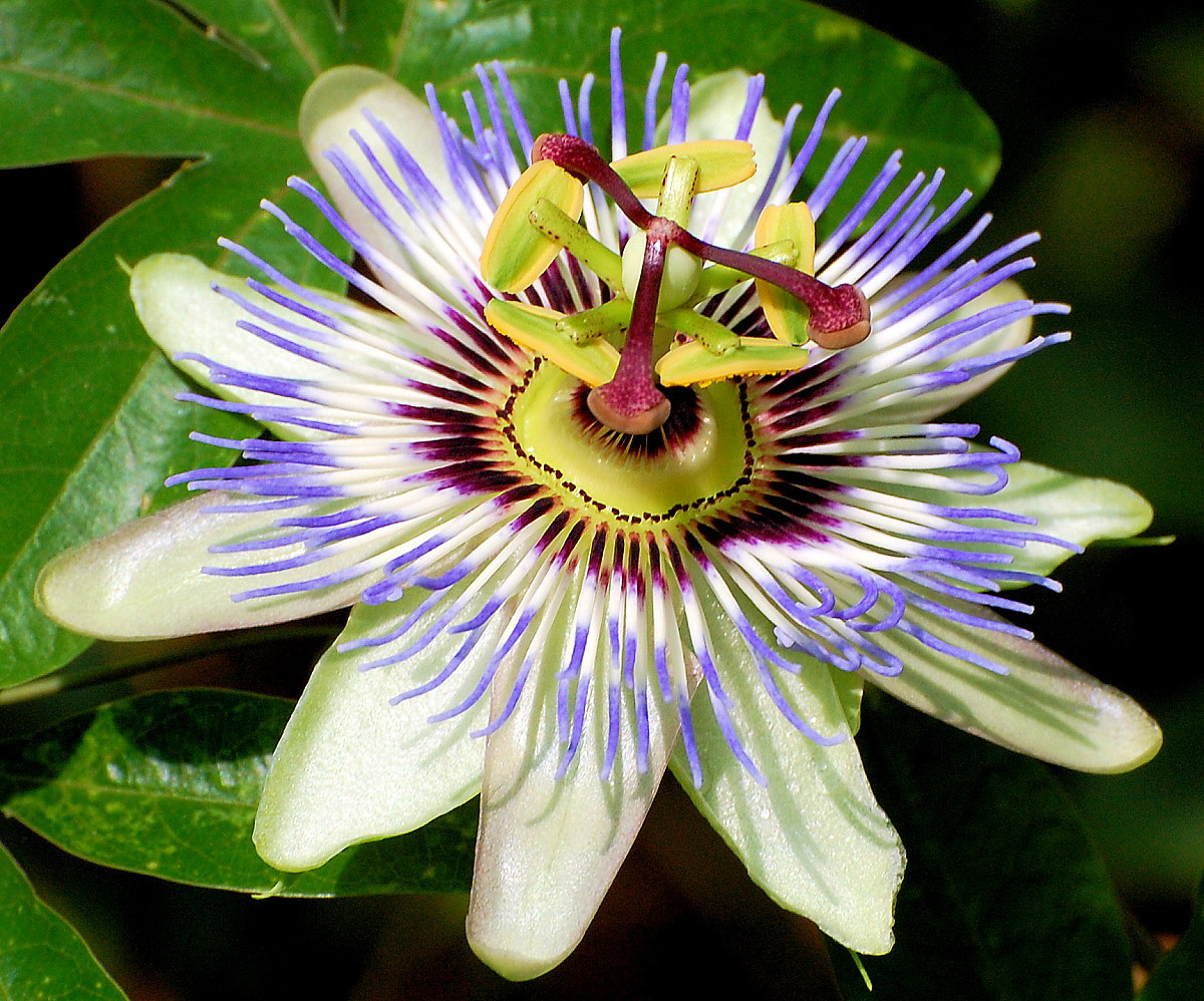 Blue Passion Flower 35 Seeds Passiflora caerulea Hirt's Gardens