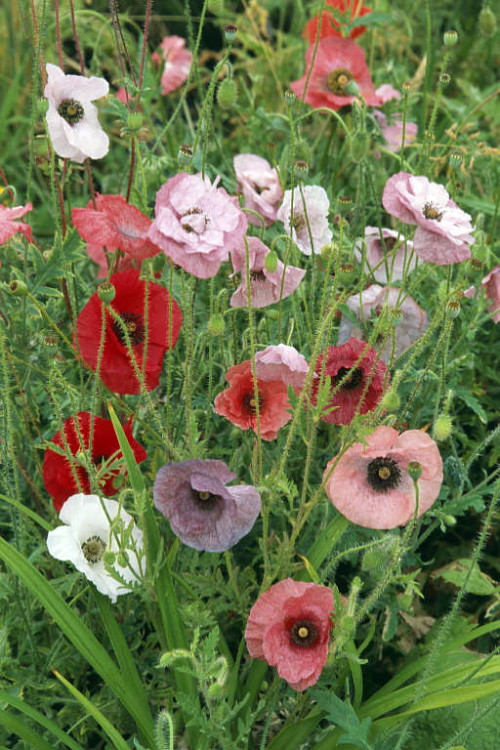 Golden Welsh Poppy 30 Seeds Meconopsis cambrica Hirt's Gardens