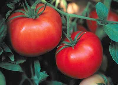 Box Car Willie Tomato 65 Seeds Prolific Yields! Hirt's Gardens