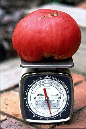 humongous-mong-tomato-15-seeds-heirloom-rare-hirt-s-gardens