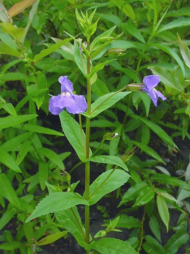 Monkey Flower Mimulus ringens 50 Seeds Hirt's Gardens